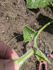 PXL_20240610_034953601