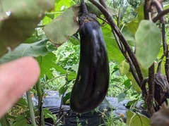 PXL_20210721_071109799