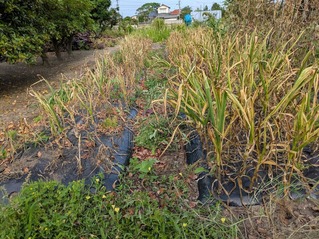 PXL_20250617_231947447