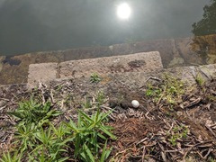 PXL_20240425_235943536