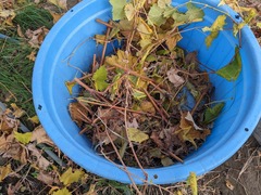 PXL_20241218_044243220