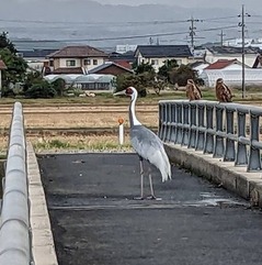 PXL_20221025_071211410.MPツル拡大