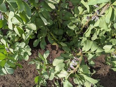 PXL_20230407_071809604.MP