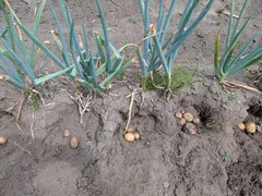 PXL_20250717_044951128