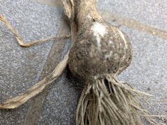 PXL_20250602_040121419