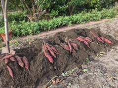 PXL_20220907_075423692.MP (1)