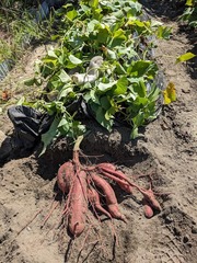 PXL_20240905_011732375