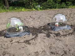 PXL_20240522_070605514