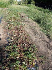 PXL_20250725_230631549.MP