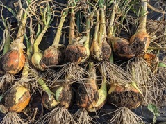 PXL_20210531_080136014