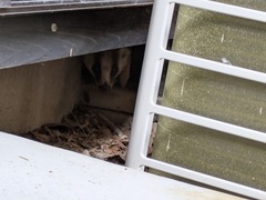 PXL_20250711_225300002.MP