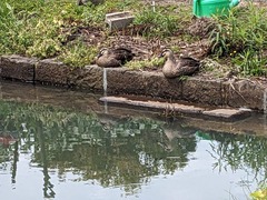 PXL_20240427_014410278