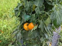 PXL_20210721_071737007