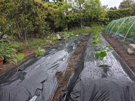 PXL_20210504_234946334.MP