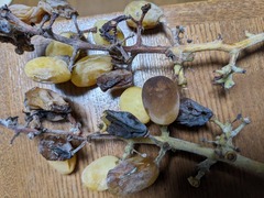 PXL_20241122_090651901.MP