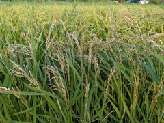 PXL_20250819_090458374.MP