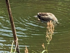 PXL_20230521_041408995.MP