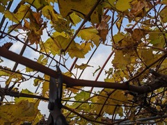 PXL_20241218_044207150