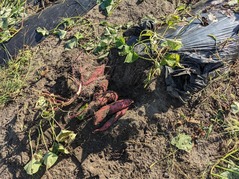 PXL_20240904_225907646