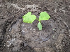 PXL_20230526_074736567