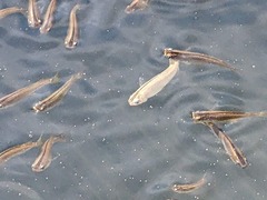 PXL_20230731_221524280