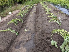 PXL_20220514_083611089