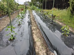 PXL_20220515_224503595