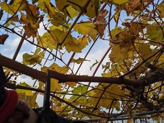 PXL_20241218_044213411