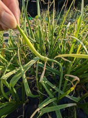 PXL_20250603_214059862.MP