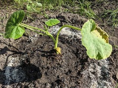 PXL_20230603_074209790