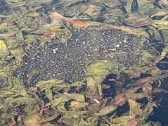 PXL_20230416_232533203.MP