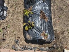 PXL_20240610_035336142