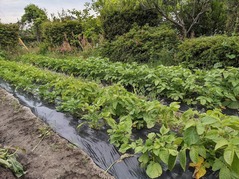 PXL_20220515_224545254