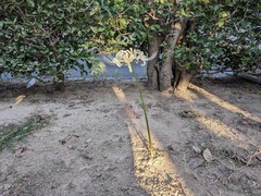 PXL_20241001_074512995