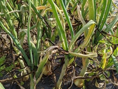 PXL_20220516_075043229