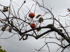 PXL_20211109_064509146.MP