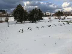 PXL_20230124_231456613.NIGHT