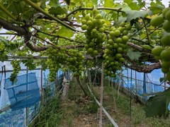 PXL_20250709_034129203.MP