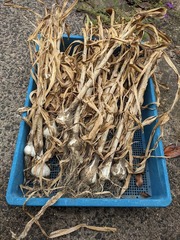 PXL_20240531_052233413