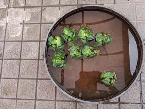 PXL_20210428_073555148