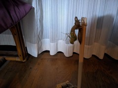 PXL_20230516_144058776.NIGHT