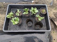 PXL_20250211_005951259