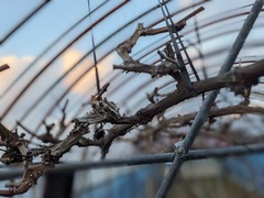 PXL_20241223_074215232.PORTRAIT