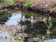 PXL_20220501_010043635.MP