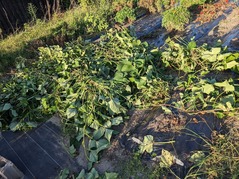 PXL_20240904_083023797