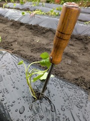 PXL_20250518_051030708