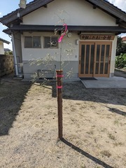 PXL_20241009_045209842.MP