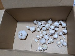 PXL_20241114_065020392.MP