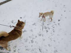 PXL_20260121_224726837.MP