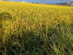 PXL_20250918_214427301.MP